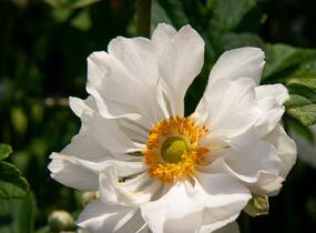 Sasanka hupejská 'Andrea Atkinson' - Anemone hupehensis 'Andrea Atkinson'