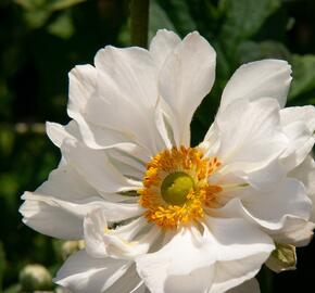 Sasanka hupejská 'Andrea Atkinson' - Anemone hupehensis 'Andrea Atkinson'