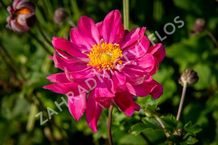 Sasanka hupejská 'Bressingham Glow' - Anemone hupehensis 'Bressingham Glow'