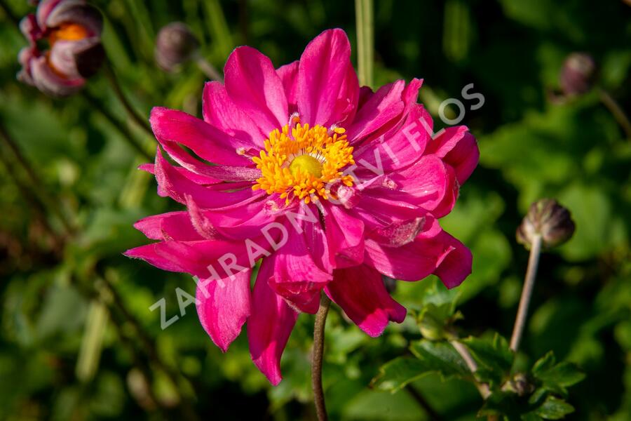 Sasanka hupejská 'Bressingham Glow' - Anemone hupehensis 'Bressingham Glow'