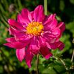 Sasanka hupejská 'Bressingham Glow' - Anemone hupehensis 'Bressingham Glow'