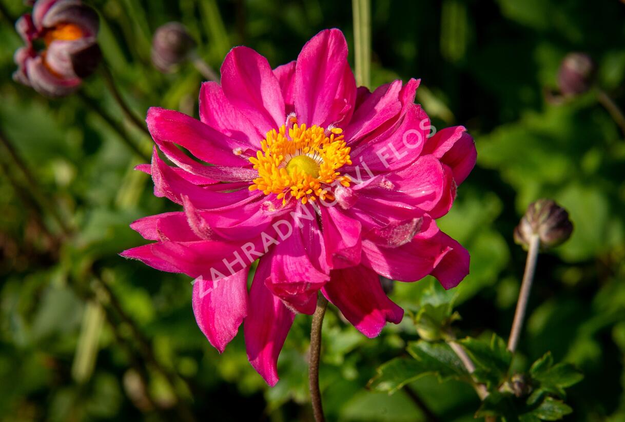Sasanka hupejská 'Bressingham Glow' - Anemone hupehensis 'Bressingham Glow'
