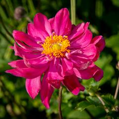 Sasanka hupejská 'Bressingham Glow' - Anemone hupehensis 'Bressingham Glow'