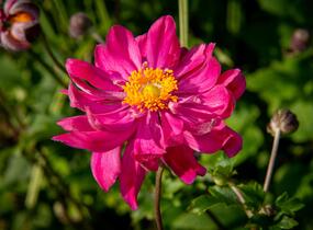 Sasanka hupejská 'Bressingham Glow' - Anemone hupehensis 'Bressingham Glow'