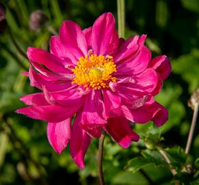 Sasanka hupejská 'Bressingham Glow' - Anemone hupehensis 'Bressingham Glow'