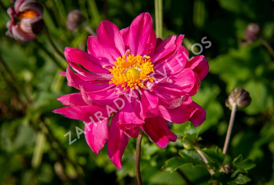 Sasanka hupejská 'Bressingham Glow' - Anemone hupehensis 'Bressingham Glow'