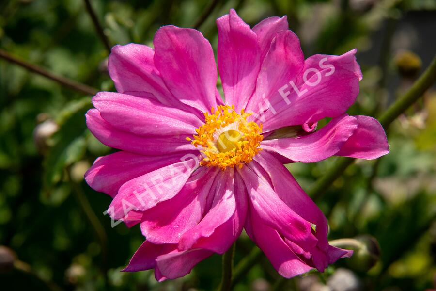 Sasanka japonská 'Prinz Heinrich' - Anemone hupehensis 'Prinz Heinrich'