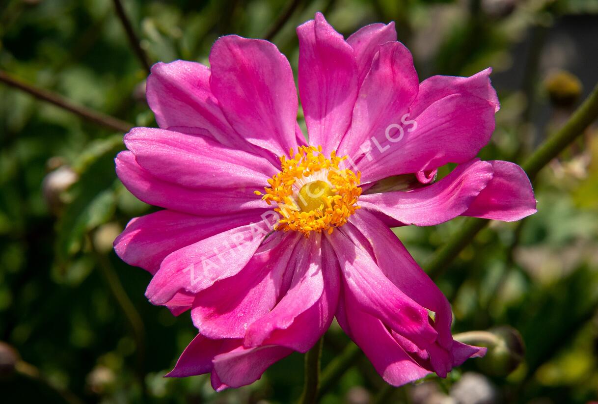 Sasanka hupejská 'Prinz Heinrich' - Anemone hupehensis 'Prinz Heinrich'