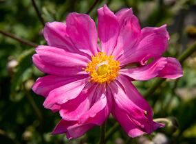 Sasanka hupejská 'Prinz Heinrich' - Anemone hupehensis 'Prinz Heinrich'