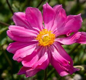 Sasanka japonská 'Prinz Heinrich' - Anemone hupehensis 'Prinz Heinrich'