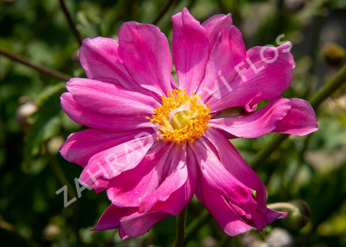 Sasanka 'Prinz Heinrich' - Anemone hupehensis 'Prinz Heinrich'