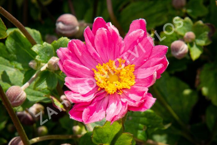 Sasanka japonská 'Pamina' - Anemone hupehensis 'Pamina'