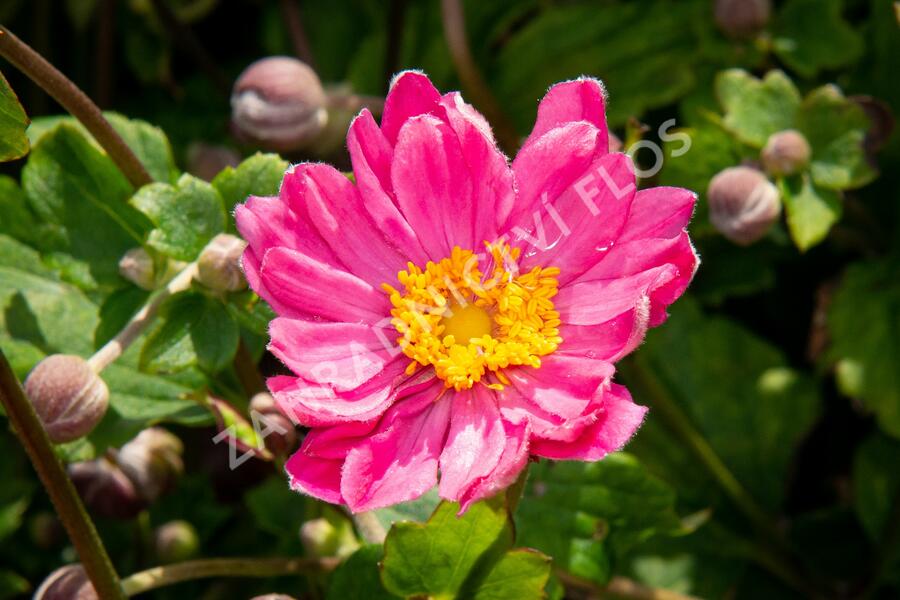 Sasanka japonská 'Pamina' - Anemone hupehensis 'Pamina'