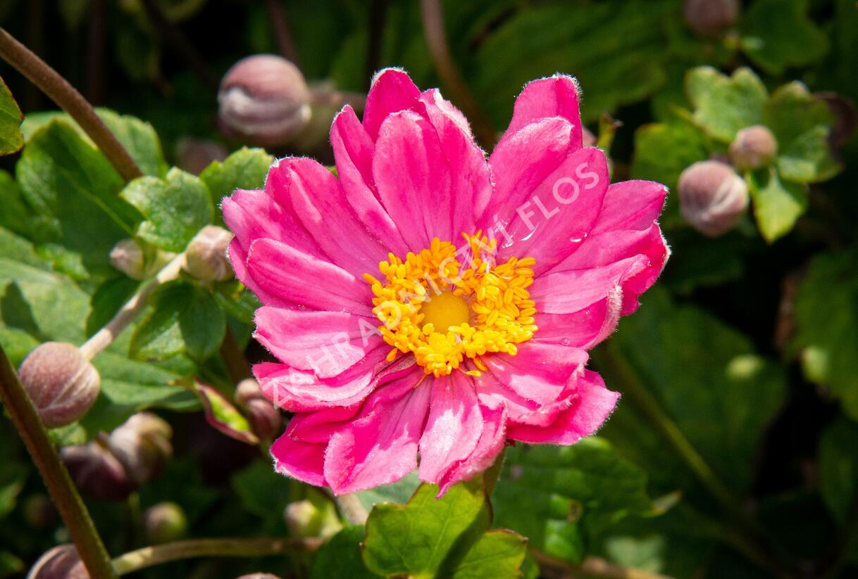 Sasanka hupejská 'Pamina' - Anemone hupehensis 'Pamina'