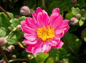 Sasanka hupejská 'Pamina' - Anemone hupehensis 'Pamina'