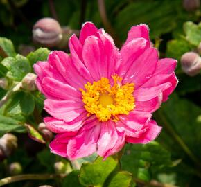 Sasanka japonská 'Pamina' - Anemone hupehensis 'Pamina'