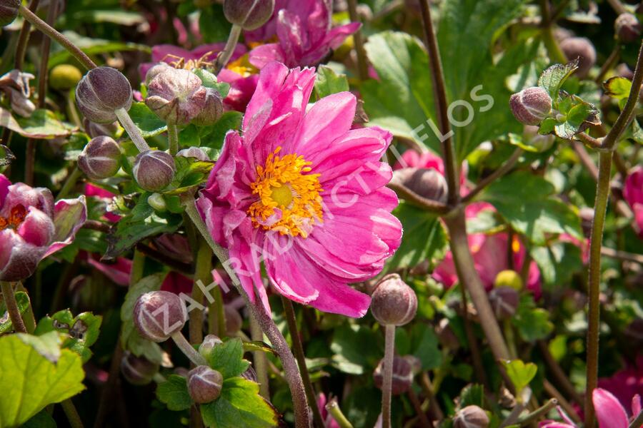 Sasanka japonská 'Pamina' - Anemone hupehensis 'Pamina'