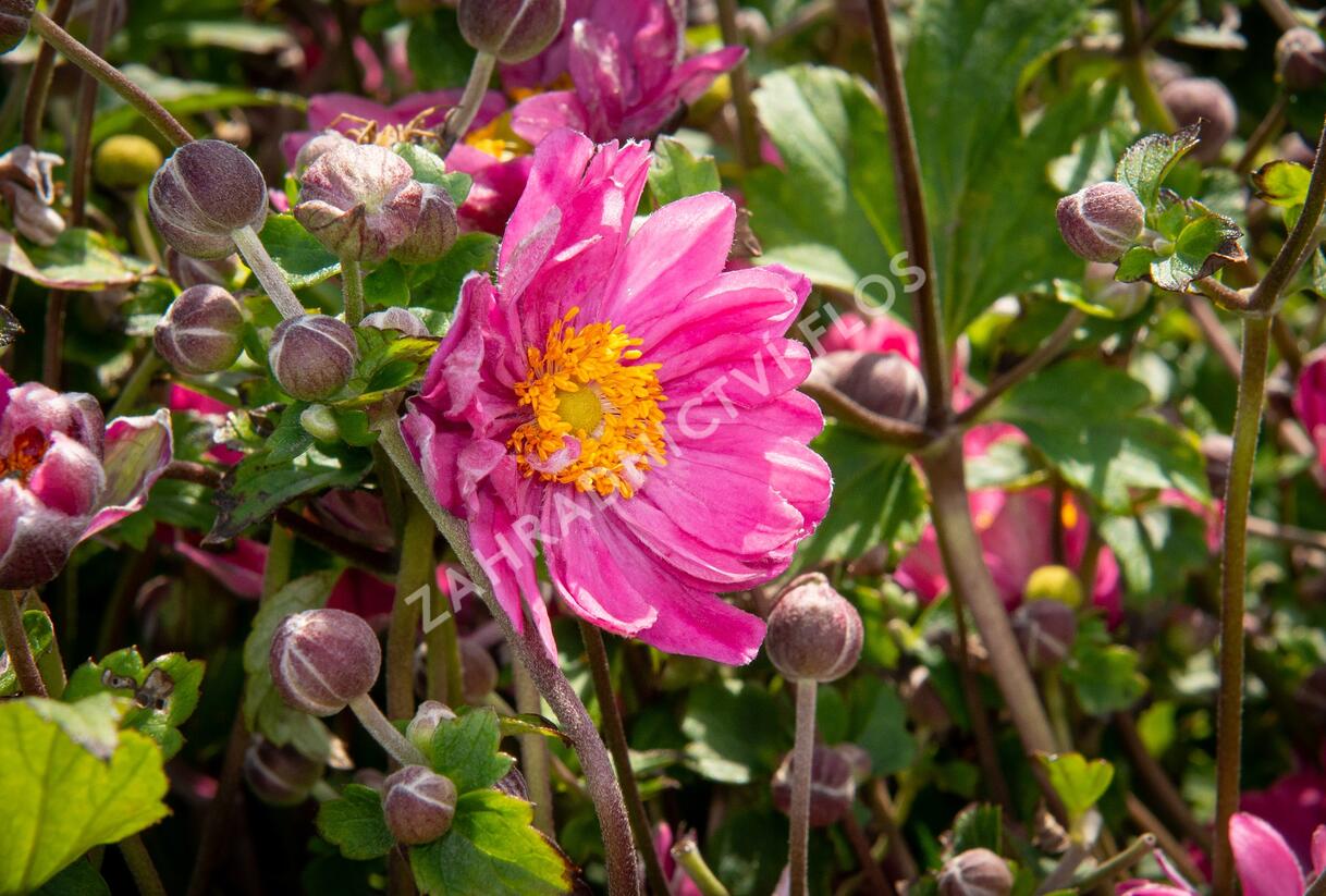 Sasanka hupejská 'Pamina' - Anemone hupehensis 'Pamina'