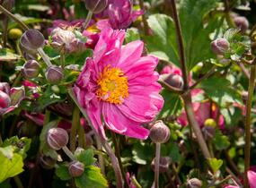 Sasanka hupejská 'Pamina' - Anemone hupehensis 'Pamina'