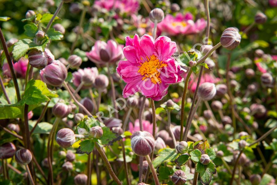 Sasanka japonská 'Pamina' - Anemone hupehensis 'Pamina'