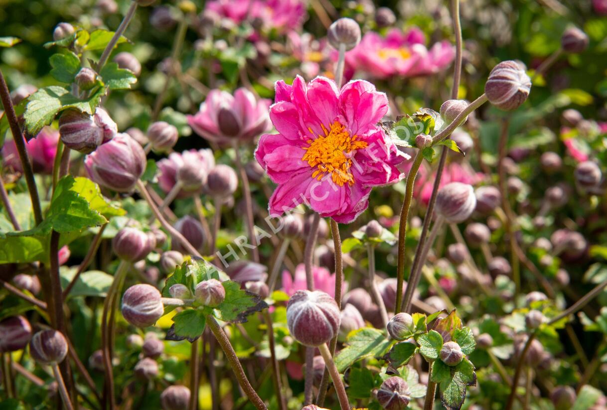 Sasanka hupejská 'Pamina' - Anemone hupehensis 'Pamina'