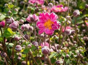 Sasanka hupejská 'Pamina' - Anemone hupehensis 'Pamina'