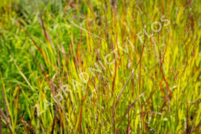 Proso prutnaté 'Rotstrahlbusch' - Panicum virgatum 'Rotstrahlbusch'