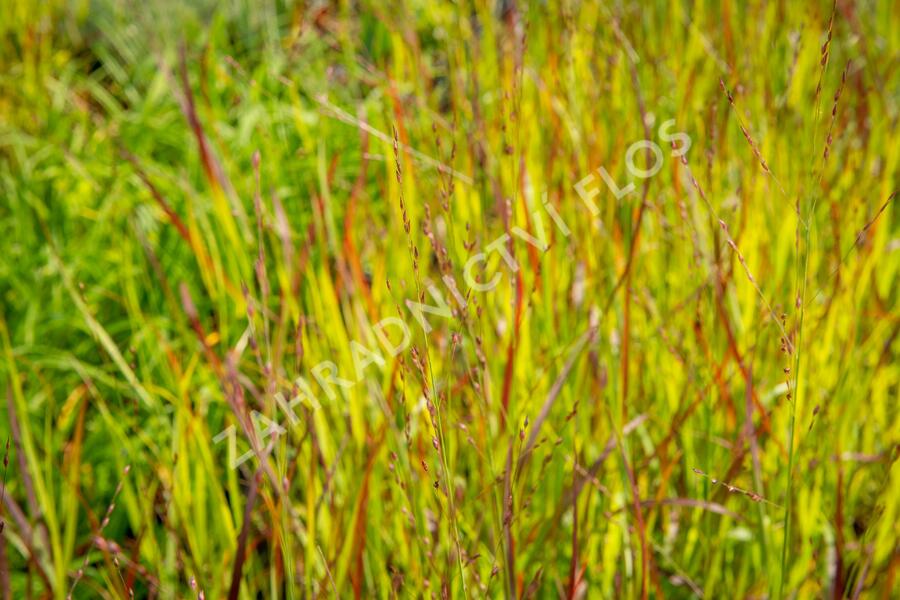 Proso prutnaté 'Rotstrahlbusch' - Panicum virgatum 'Rotstrahlbusch'