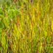 Proso prutnaté 'Rotstrahlbusch' - Panicum virgatum 'Rotstrahlbusch'