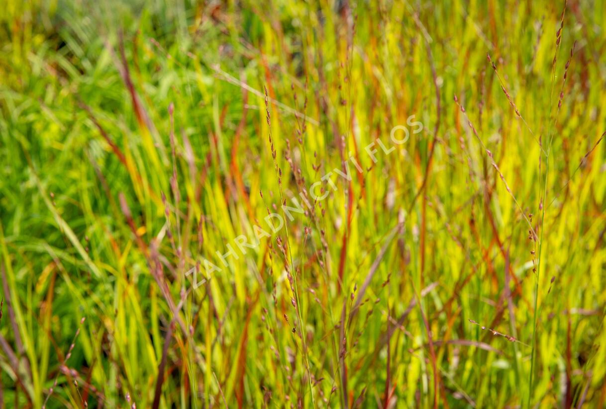 Proso prutnaté 'Rotstrahlbusch' - Panicum virgatum 'Rotstrahlbusch'