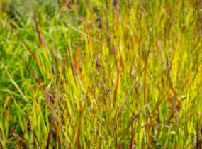 Proso prutnaté 'Rotstrahlbusch' - Panicum virgatum 'Rotstrahlbusch'