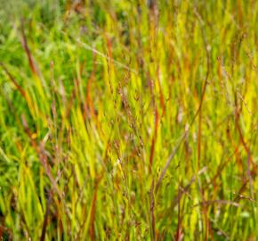 Proso prutnaté 'Rotstrahlbusch' - Panicum virgatum 'Rotstrahlbusch'