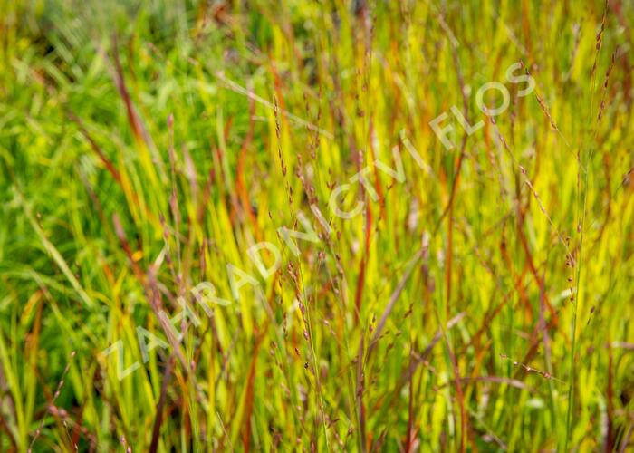Proso prutnaté 'Rotstrahlbusch' - Panicum virgatum 'Rotstrahlbusch'