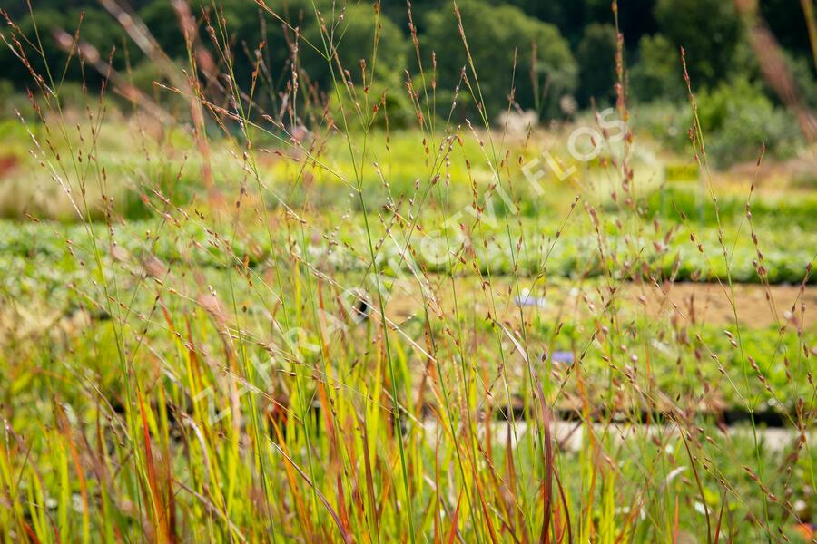 Proso prutnaté 'Rotstrahlbusch' - Panicum virgatum 'Rotstrahlbusch'