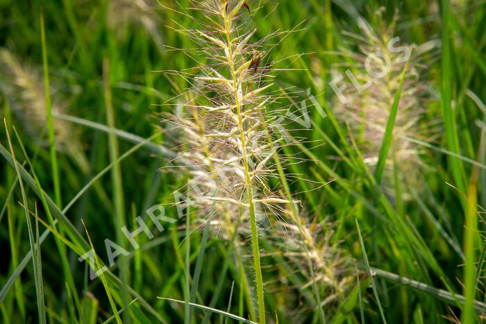 Dochan psárkovitý 'Goldstrich' - Pennisetum alopecuroides 'Goldstrich'