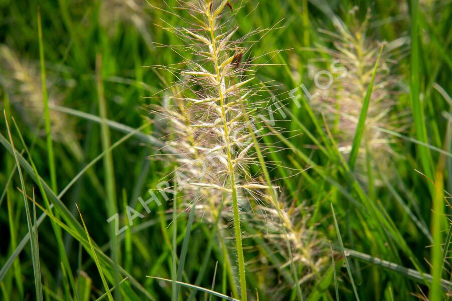 Dochan psárkovitý 'Goldstrich' - Pennisetum alopecuroides 'Goldstrich'