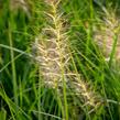 Dochan psárkovitý 'Goldstrich' - Pennisetum alopecuroides 'Goldstrich'