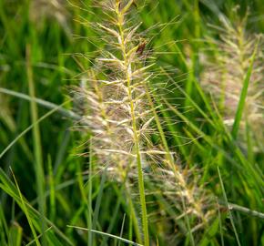 Dochan psárkovitý 'Goldstrich' - Pennisetum alopecuroides 'Goldstrich'