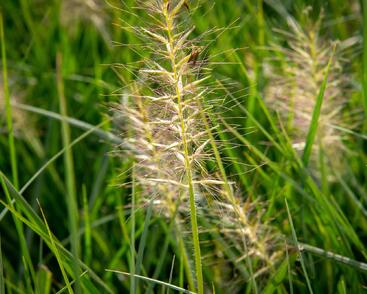 Dochan psárkovitý 'Goldstrich'