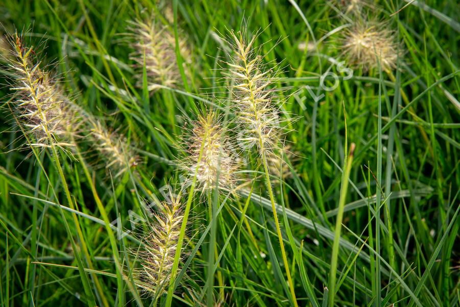 Dochan psárkovitý 'Goldstrich' - Pennisetum alopecuroides 'Goldstrich'