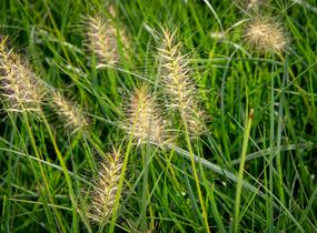 Dochan psárkovitý 'Goldstrich' - Pennisetum alopecuroides 'Goldstrich'