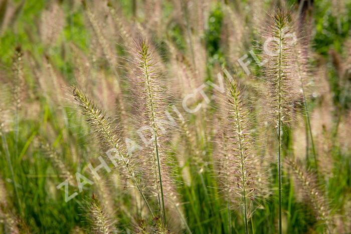 Dochan psárkovitý 'Hameln' - Pennisetum alopecuroides 'Hameln'