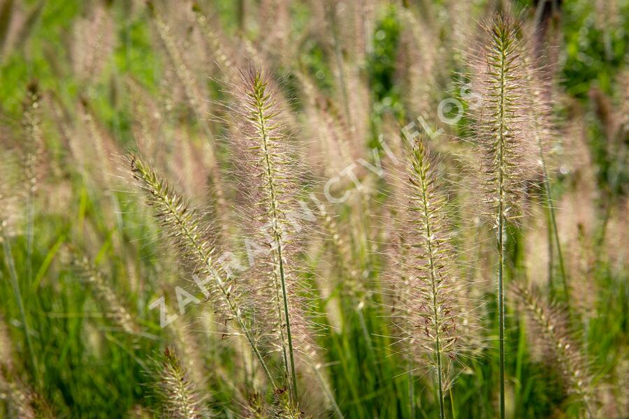 Dochan psárkovitý 'Hameln' - Pennisetum alopecuroides 'Hameln'