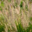 Dochan psárkovitý 'Hameln' - Pennisetum alopecuroides 'Hameln'