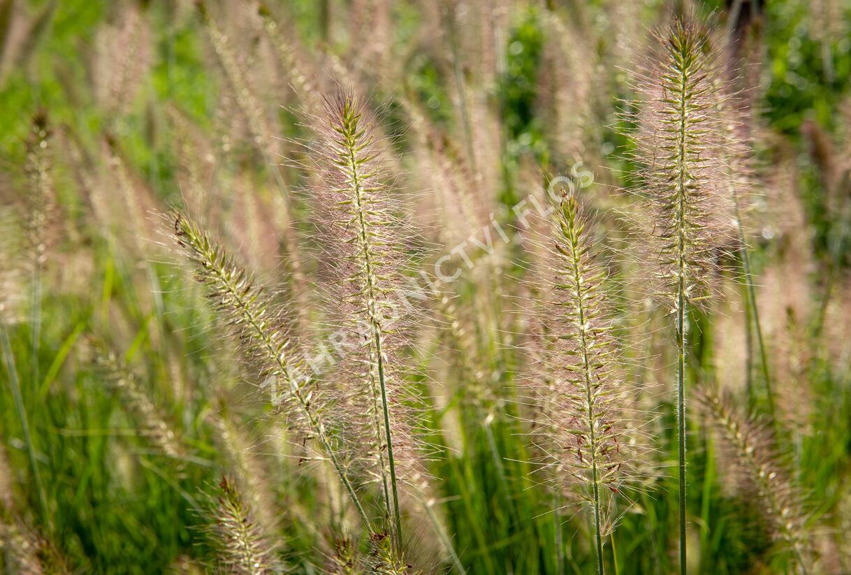 Dochan psárkovitý 'Hameln' - Pennisetum alopecuroides 'Hameln'