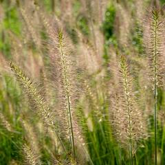 Dochan psárkovitý 'Hameln' - Pennisetum alopecuroides 'Hameln'