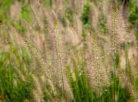 Dochan psárkovitý 'Hameln' - Pennisetum alopecuroides 'Hameln'