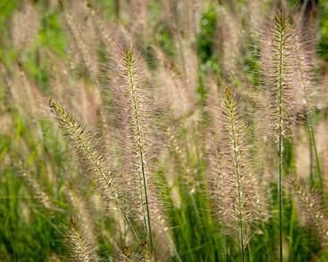 Dochan psárkovitý 'Hameln'