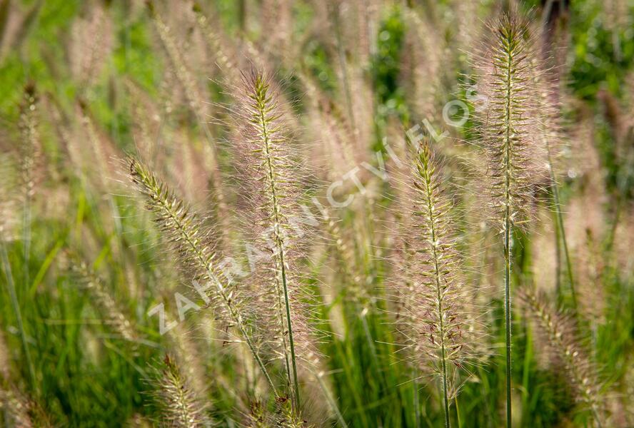 Dochan psárkovitý 'Hameln' - Pennisetum alopecuroides 'Hameln'