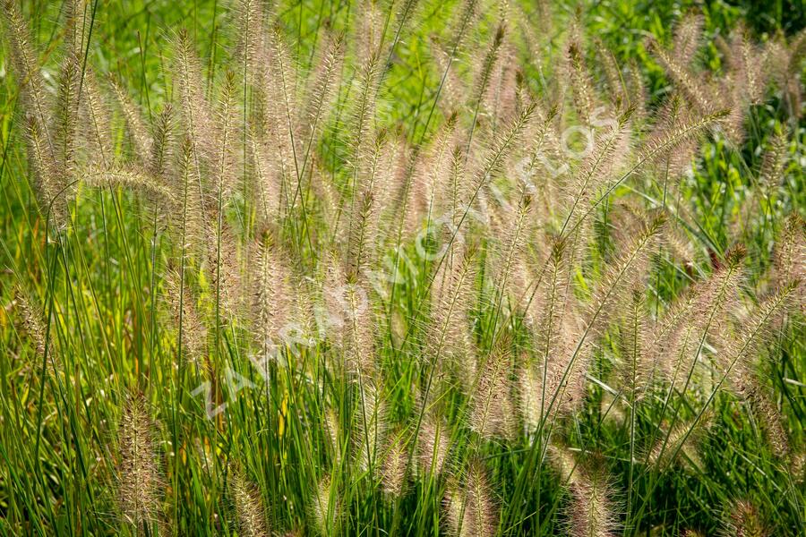 Dochan psárkovitý 'Hameln' - Pennisetum alopecuroides 'Hameln'